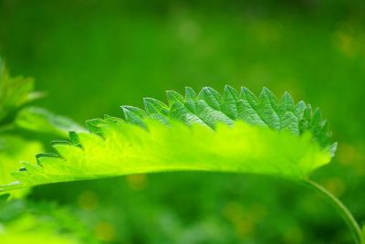verdant leaf with edged teeth