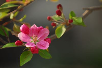 pink flower and buds