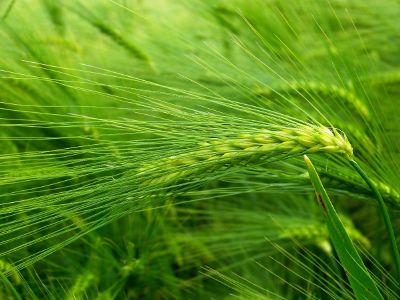 green wheat in a field