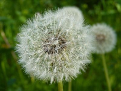 dandelion in seed stage