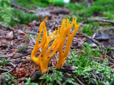 yellow fungi