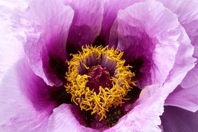 magnified image of purple pollinating flower