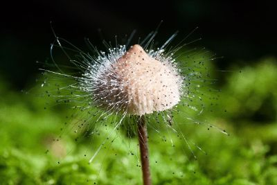 mushroom with spores