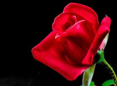 lone red rose