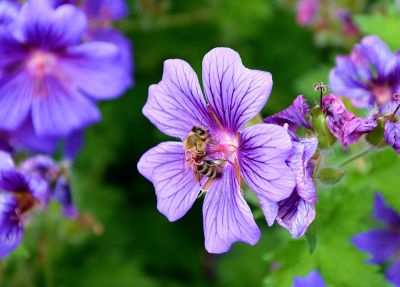 bee with purple flower
