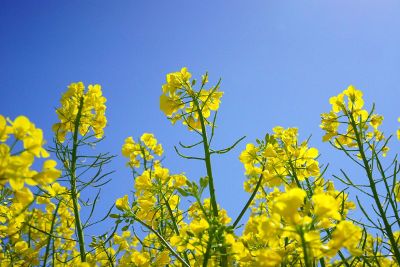 yellow flowers against blue sky