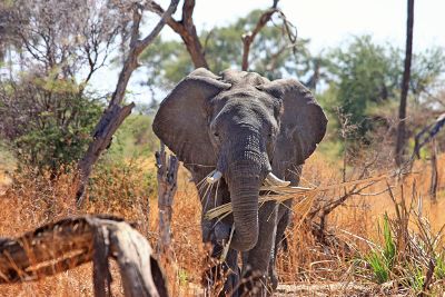 african elephant