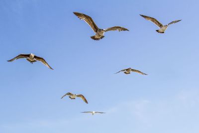 seagulls flying in the blue sky