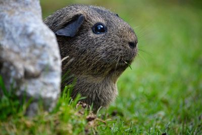 guinea pig outside