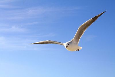 seagull in the sky