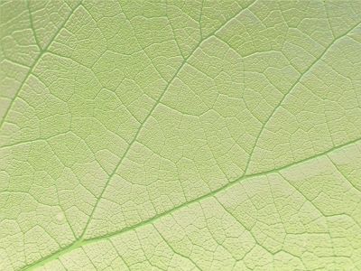 veins of a leaf