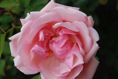 close up pink rose