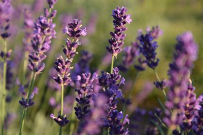 lavender flowers