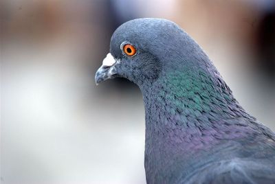 close up pigeon