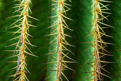 cactus spine