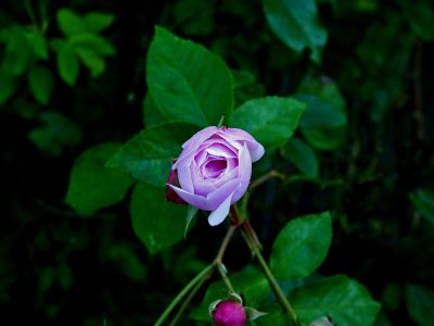 blooming pink rosebud