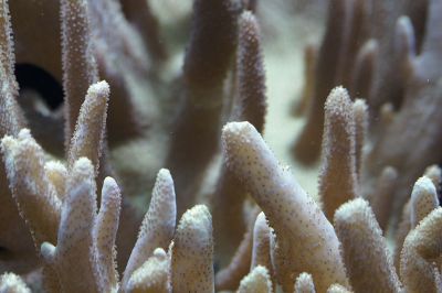 close up of white coral