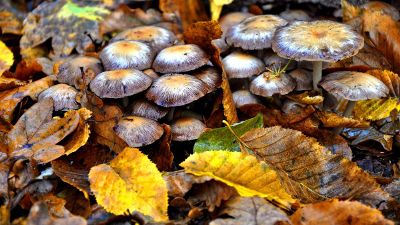 mushrooms and leaves