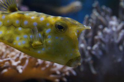 yellow horned fish