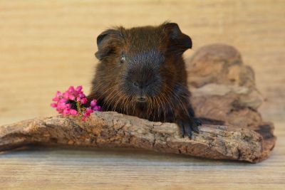 rodent with flowers