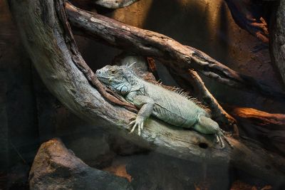 resting iguana on log