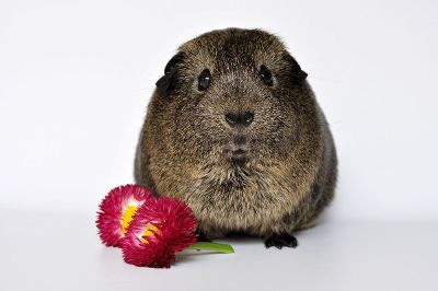 close up guinea pig with flowers
