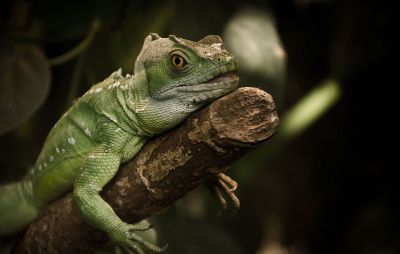 lizard resting on stick