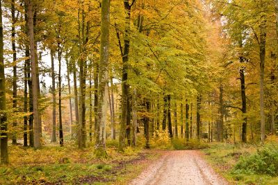 road in the woods during fall