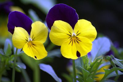 yellow and purple flowers