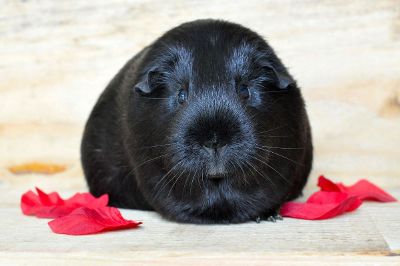 black guinea pig