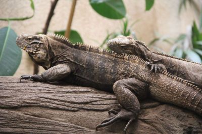 lizards on a branch