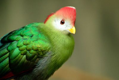 colourful looking bird