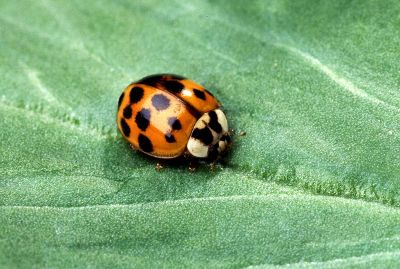 crawling lady bug