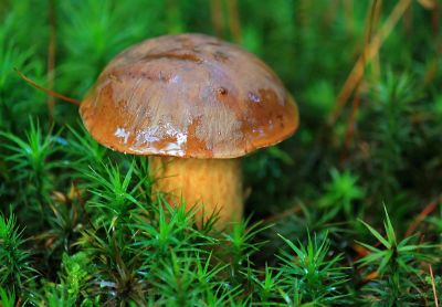 mushroom growing on foliage