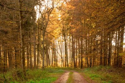 a dirt track running through autumn woods