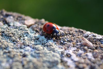 ladybug closeup