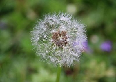 wishing dandelions