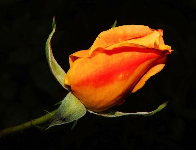 orange flower on stem