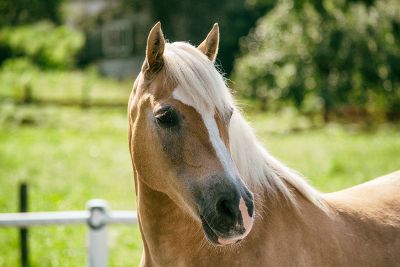 tan horse