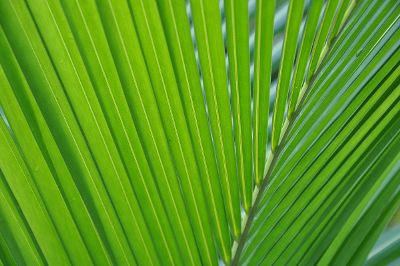 tropical plant leaf