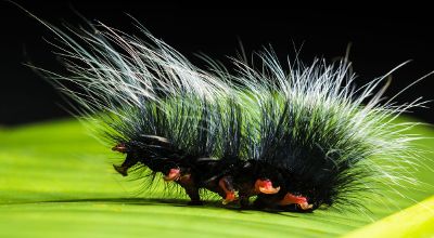 hairy black caterpillar on green leaf