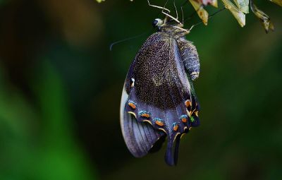 a gorgeous moth
