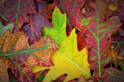 colorful autumn leaves