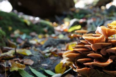 mushrooms growing on rocks