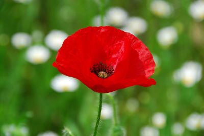 red poppy flower in a field