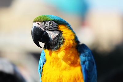 colorful parrot in deep thought