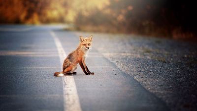 fox on the road