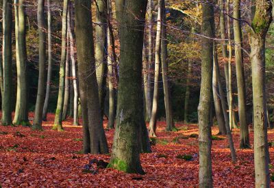 trees in fall