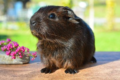 brown ginuea pig