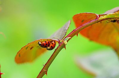 ladybugs on branch
